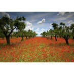 Puzzles Educa - Campo de amapolas